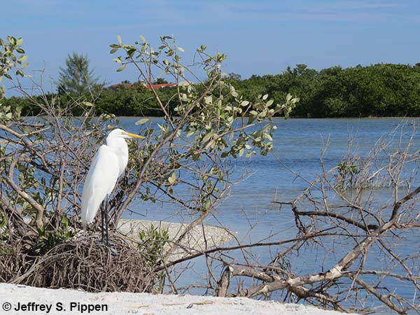 Great Egret (Ardea alba)