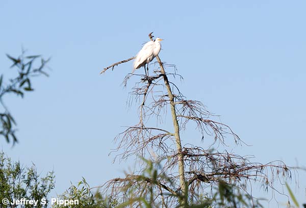 Great Egret (Ardea alba)