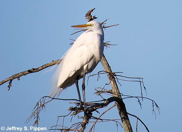 Great Egret (Ardea alba)