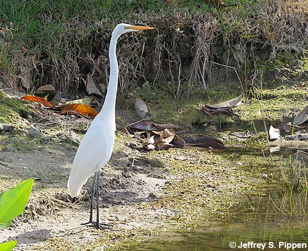 Great Egret (Ardea alba)