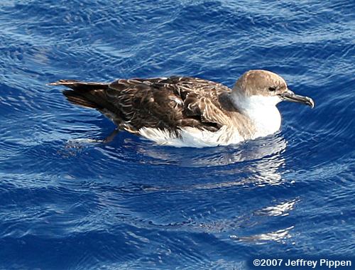 Greater Shearwater (Puffinis gravis)