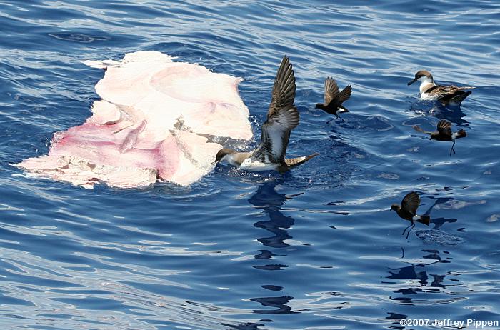 Greater Shearwater (Puffinis gravis)