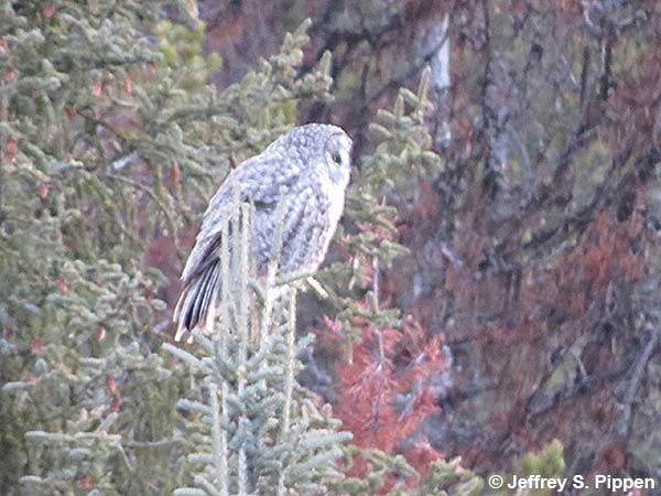 Great Gray Owl (Strix nebulosa)