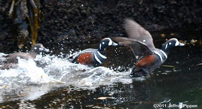 Harlequin Duck (Histrionicus histrionicus)