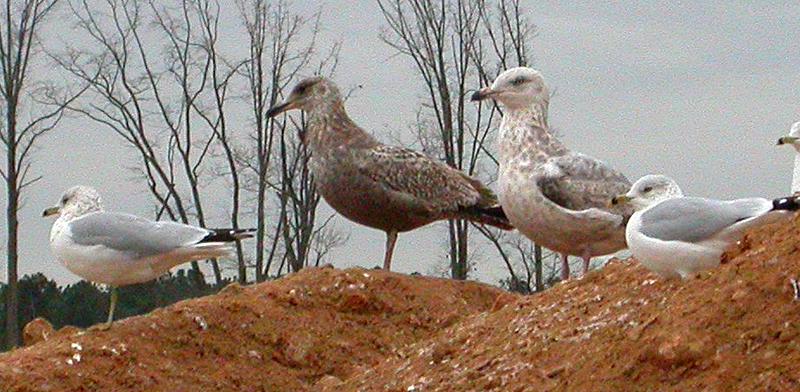 Herring Gull (Larus argentatus smithsonianus)