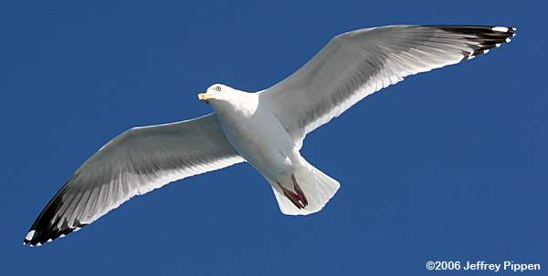 Herring Gull (Larus argentatus smithsonianus)