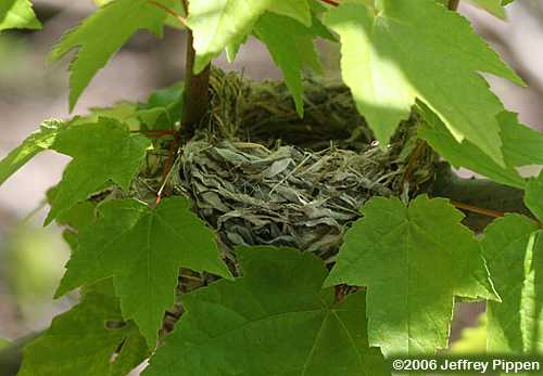 Hooded Warbler nest (Wilsonia citrina)