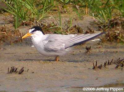 Least Tern (Sterna antillarum)