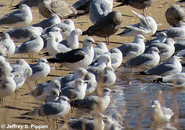 Lesser Black-backed Gull (Larus fuscus)