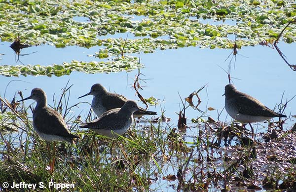 Lesser Yellowlegs (Tringa flavipes)