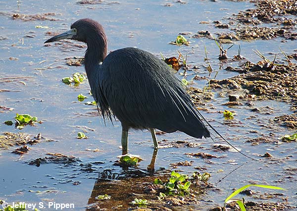 Little Blue Heron (Egretta caerulea)