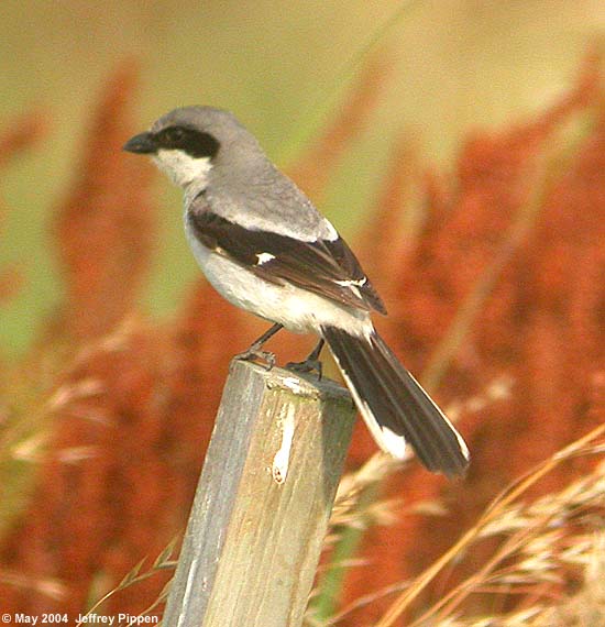 Loggerhead Shrike (Lanius ludovicianus)