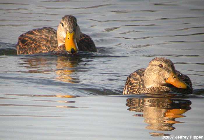 Mottled Duck (Anas fulvigula)