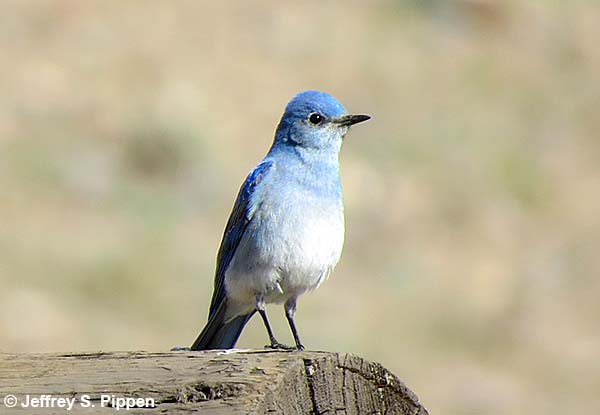 Mountain Bluebird (Sialia currucoides)