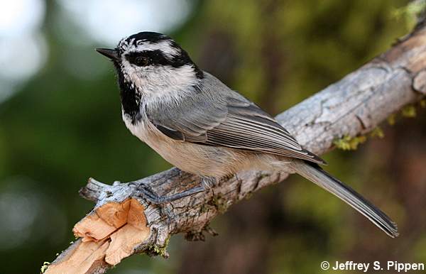 Mountain Chickadee (Poecile gambeli)