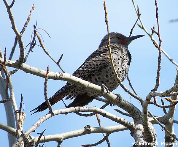Northern Flicker (Colaptes auratus)