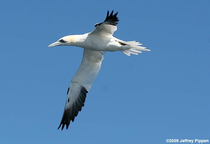 Northern Gannet (Morus bassanus)