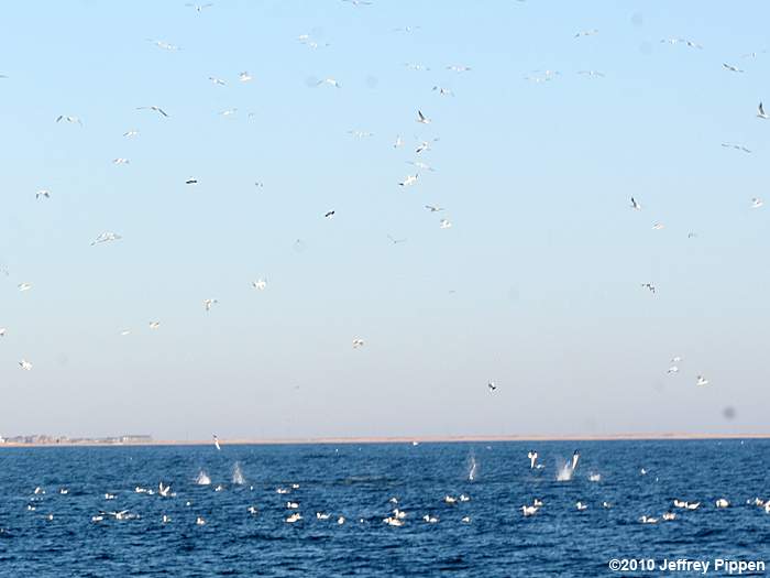 Northern Gannet (Morus bassanus)