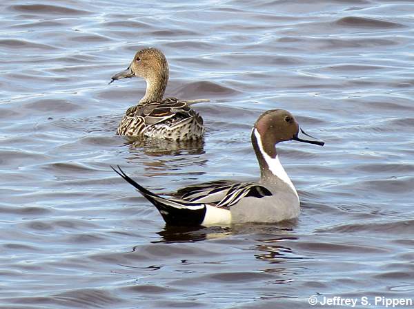 Northern Pintail (Anas acuta)