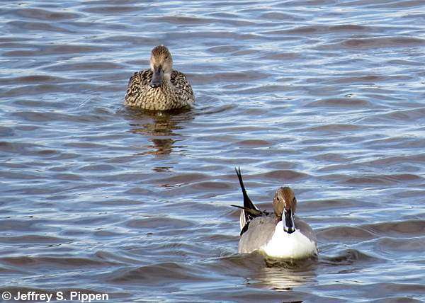 Northern Pintail (Anas acuta)
