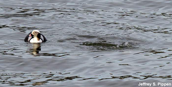 Long-tailed Duck (Clangula hyemalis)
