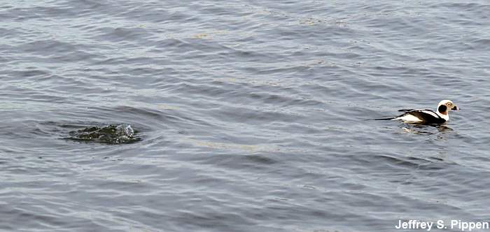 Long-tailed Duck (Clangula hyemalis)
