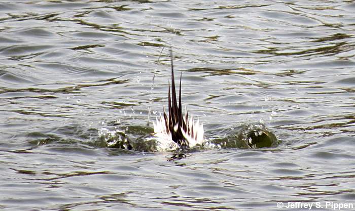 Long-tailed Duck (Clangula hyemalis)