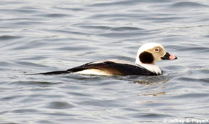 Long-tailed Duck (Clangula hyemalis)