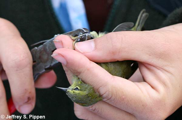 Orange-crowned Warbler (Oreothlypis celata)