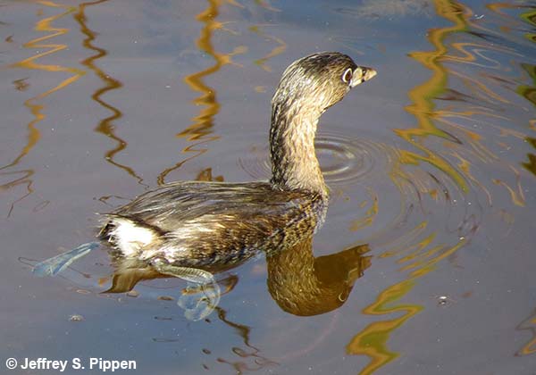 Pied-billed Grebe (Podilymbus podiceps)