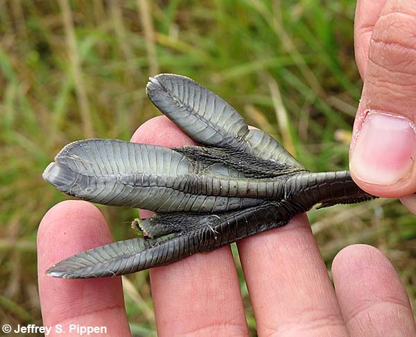 Pied-billed Grebe (Podilymbus podiceps)
