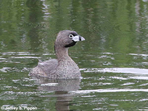 Pied-billed Grebe (Podilymbus podiceps)