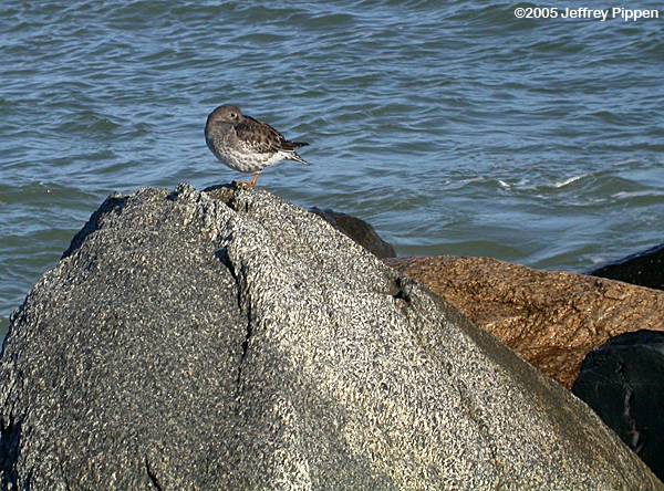 Purple Sandpiper (Calidris maritima)