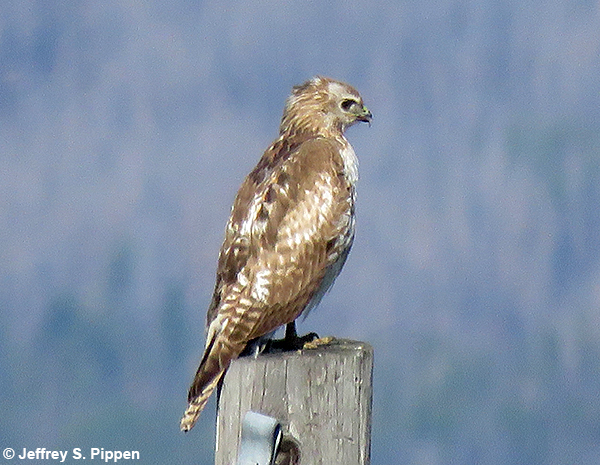 Red-tailed Hawk (Buteo jamaicensis)