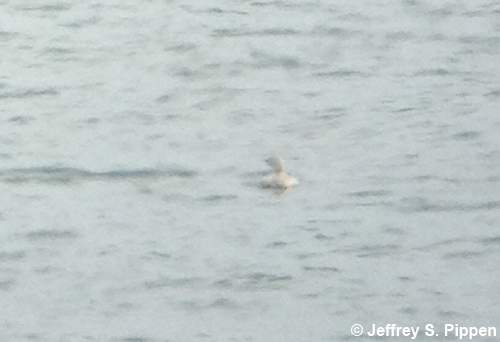 Red-throated Loon (Gavia stellata)