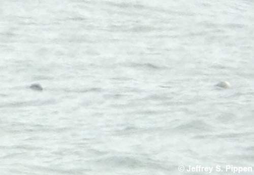 Red-throated Loon (Gavia stellata)