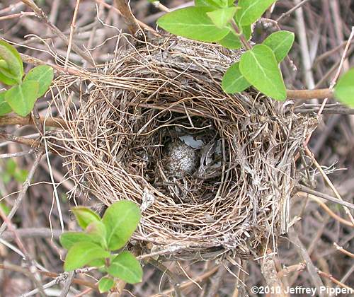 Red-winged Blackbird (Agelaius phoeniceus)