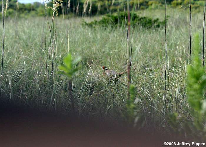 Ring-necked Pheasant (Phasianus colchicus)