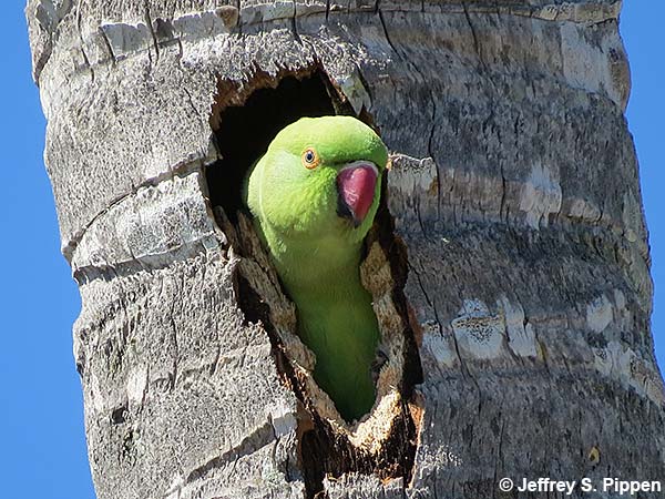 Rose-ringed Parakeet (Psittacula krameri)