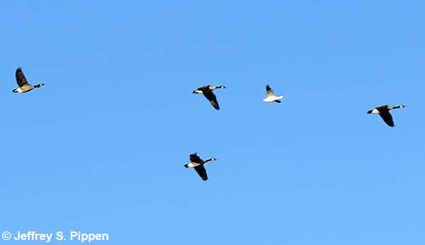 Ross's Goose (Chen rossii)