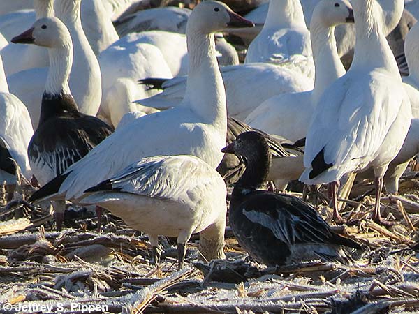 Ross's Goose (Chen rossii)