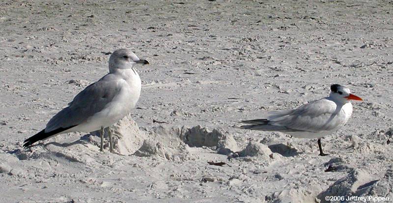 Royal Tern (Sterna maxima)