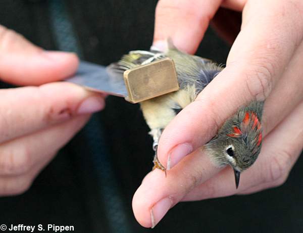 Ruby-crowned Kinglet (Regulus calendula)