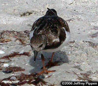 Ruddy Turnstone (Arenaria interpres)