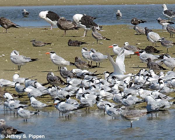 Sandwich Tern (Thalasseus sandvicensis)