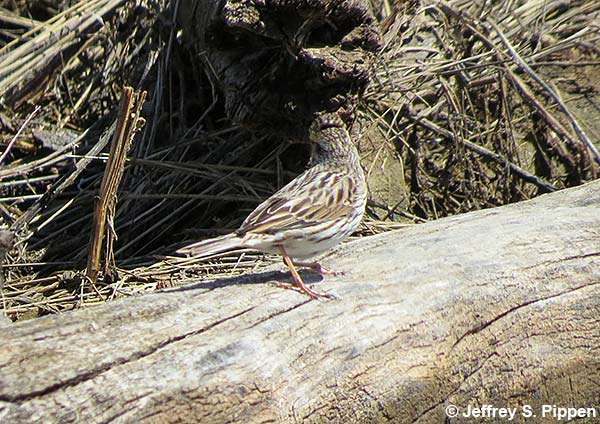Savannah Sparrow (Passerculus sandwichensis)