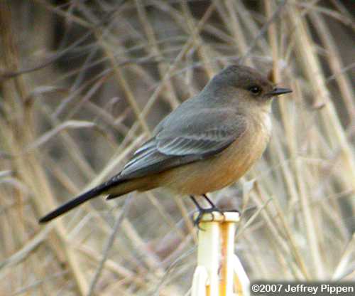 Say's Phoebe (Sayornis saya)