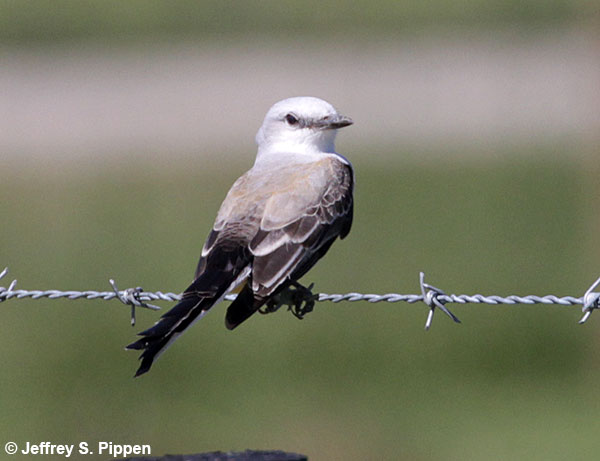 Scissor-tailed Flycatcher (Tyrannus forficatus) near Wallisville, Chambers Co., TX 10 Apr 2018