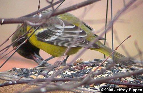 Scott's Oriole (Icterus parisorum)