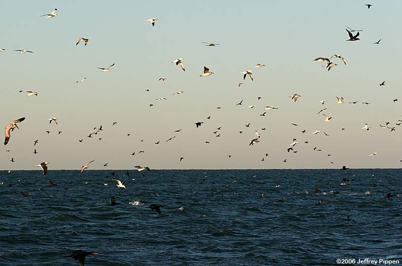 Seabird flock off Cape Hatteras